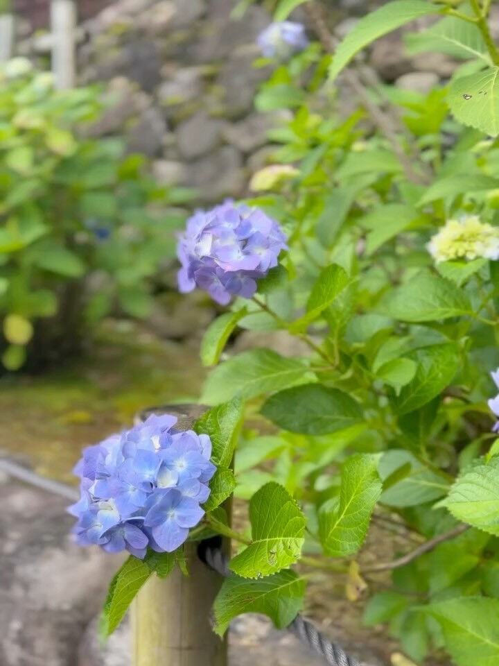 6月になると見たくなる景色があります
