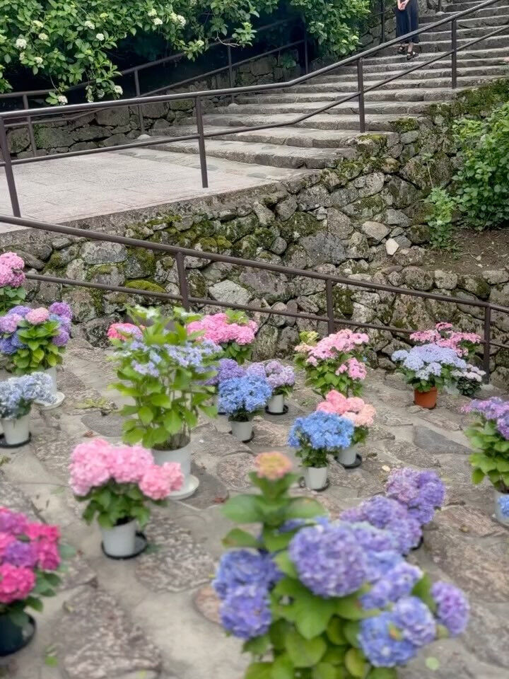 6月になると見たくなる景色があります