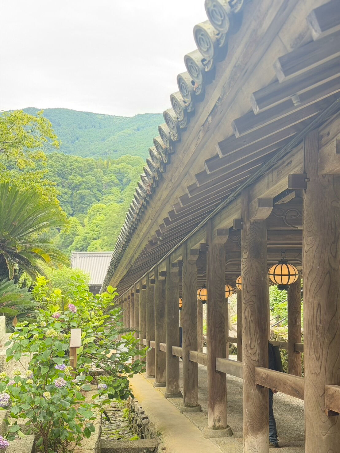 6月になると見たくなる景色があります